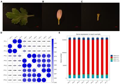 Whole-transcriptome analysis of differentially expressed genes between ray and disc florets and identification of flowering regulatory genes in Chrysanthemum morifolium